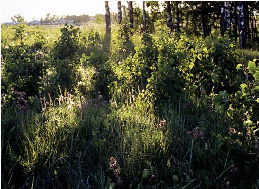 Grandview_Landscape1